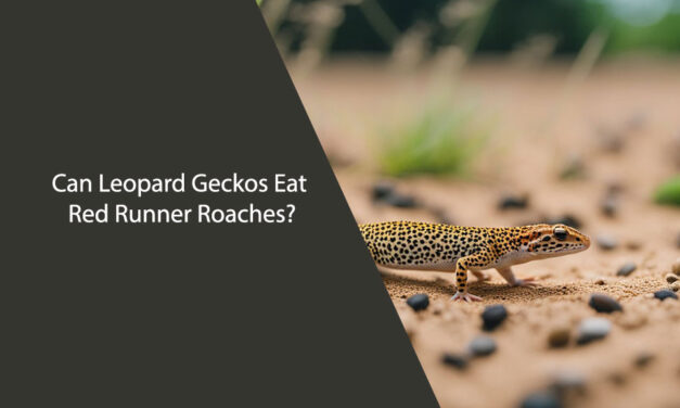 Can Leopard Geckos Eat Red Runner Roaches?