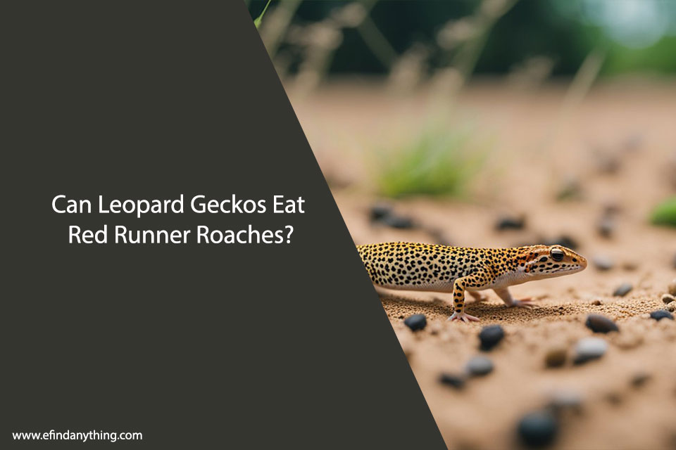 Can Leopard Geckos Eat Red Runner Roaches?