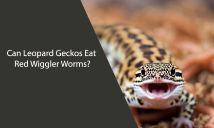 Can Leopard Geckos Eat Red Wiggler Worms?