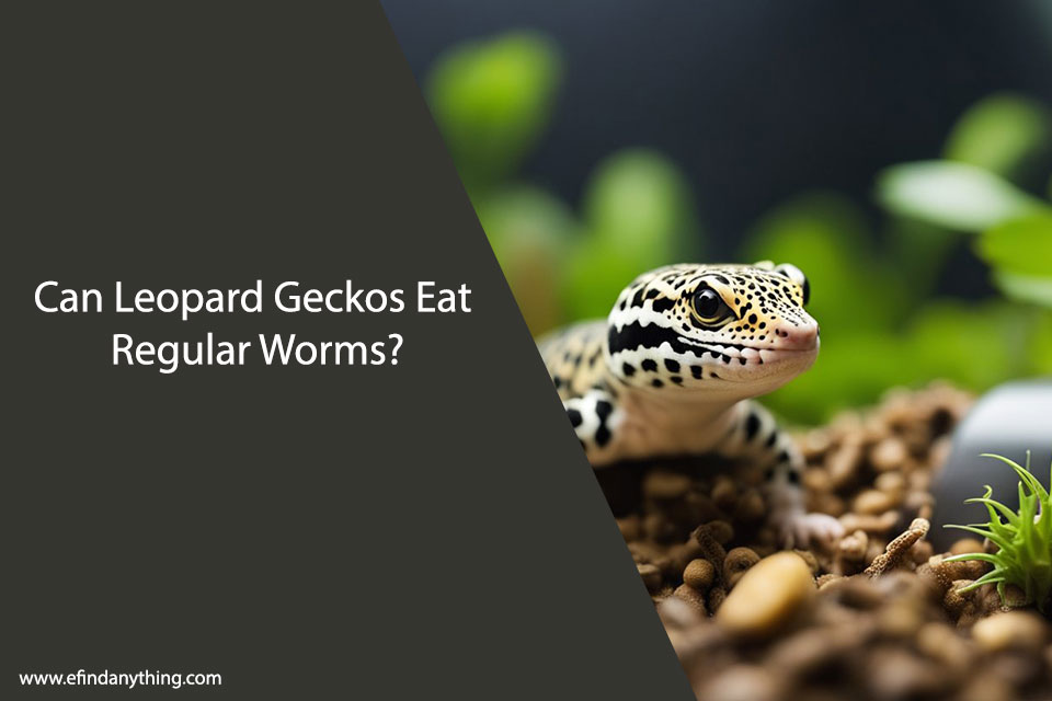 Can Leopard Geckos Eat Regular Worms?