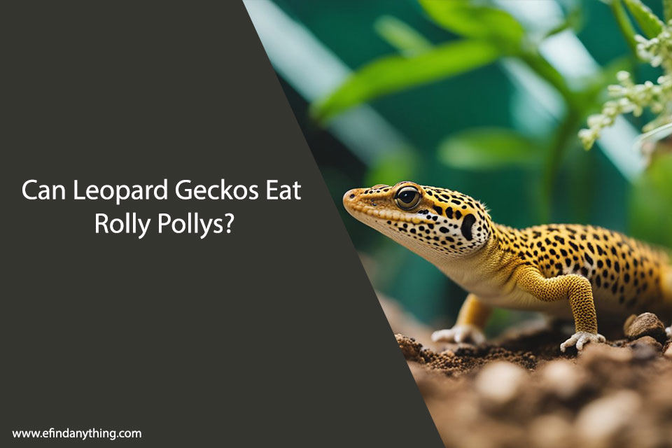 Can Leopard Geckos Eat Rolly Pollys?