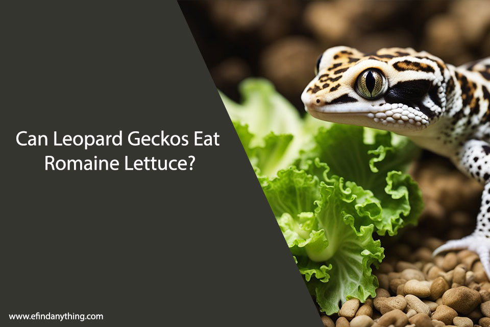 Can Leopard Geckos Eat Romaine Lettuce?