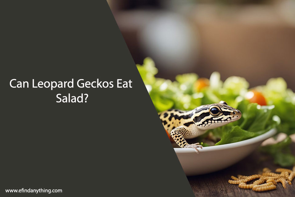 Can Leopard Geckos Eat Salad?