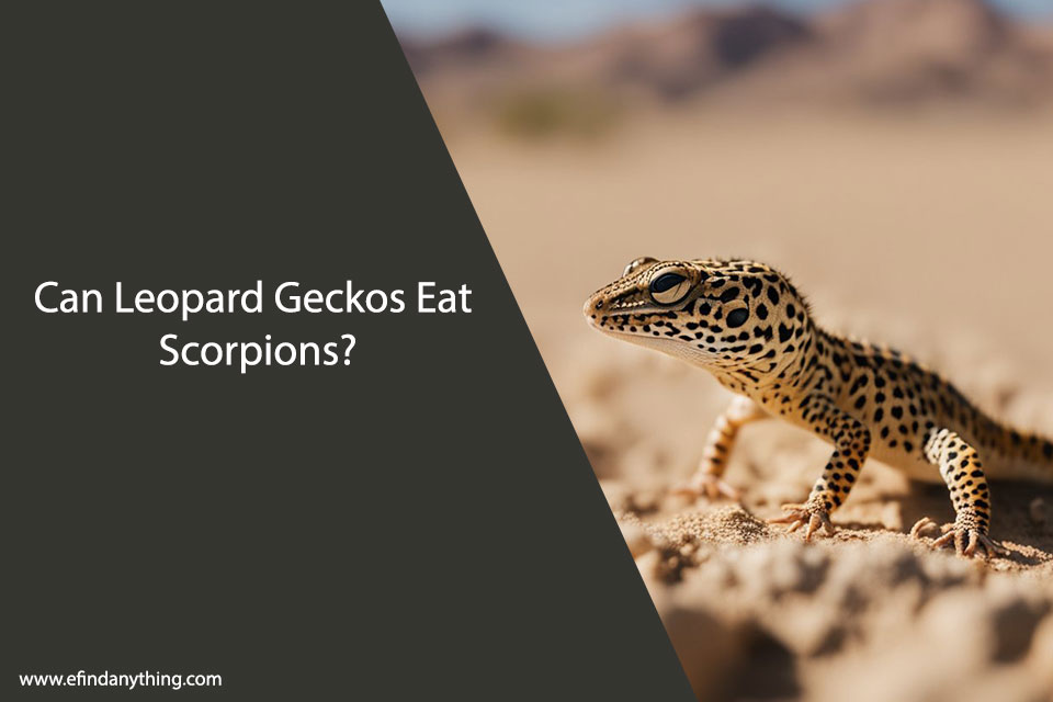 Can Leopard Geckos Eat Scorpions?