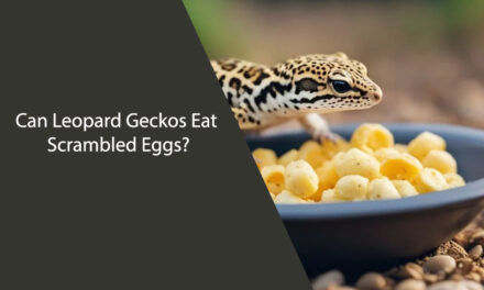 Can Leopard Geckos Eat Scrambled Eggs?