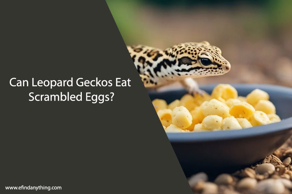 Can Leopard Geckos Eat Scrambled Eggs?