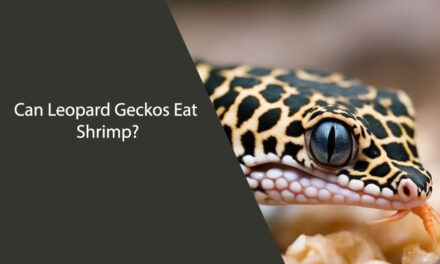 Can Leopard Geckos Eat Shrimp?