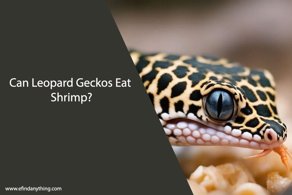 Can Leopard Geckos Eat Shrimp?