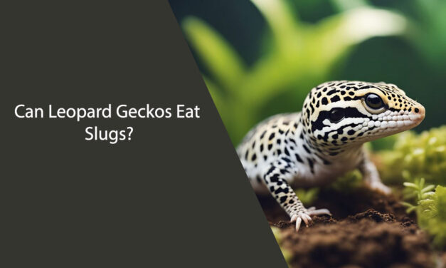 Can Leopard Geckos Eat Slugs?