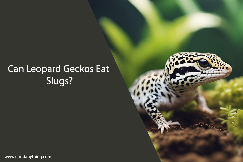 Can Leopard Geckos Eat Slugs?