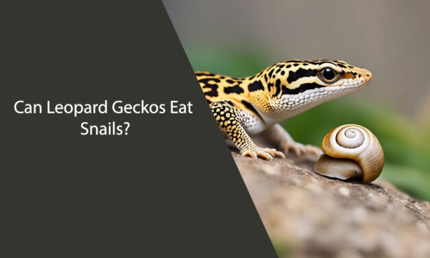 Can Leopard Geckos Eat Snails?