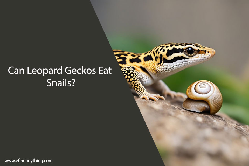 Can Leopard Geckos Eat Snails?