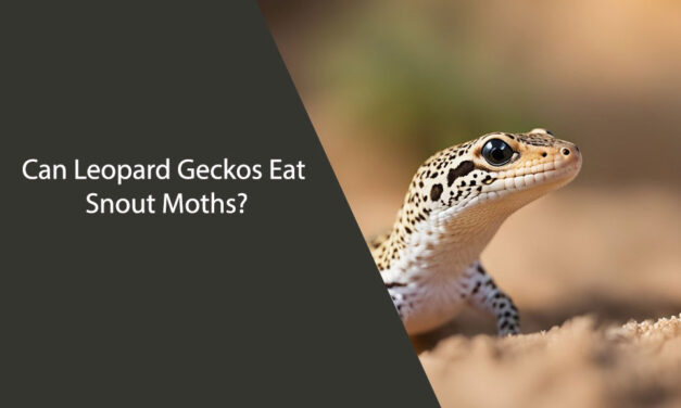 Can Leopard Geckos Eat Snout Moths?