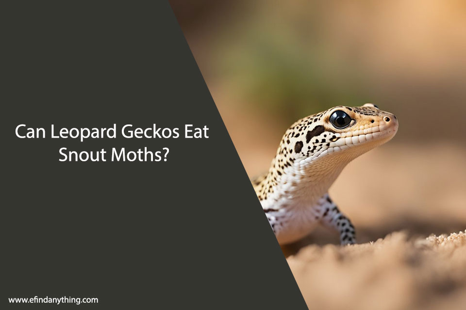 Can Leopard Geckos Eat Snout Moths?