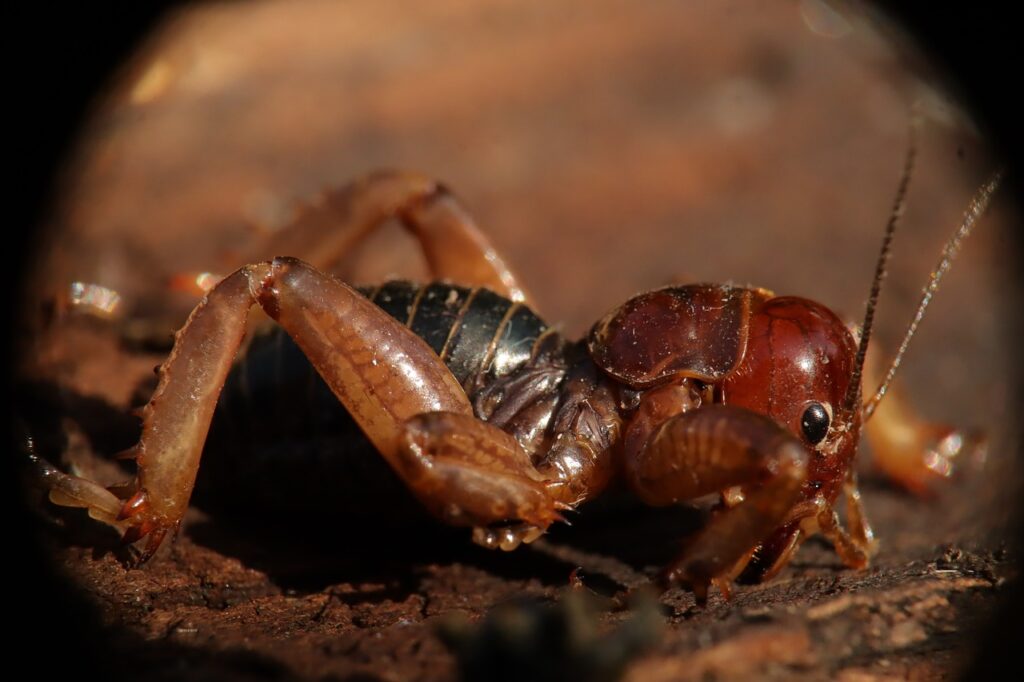 Can Leopard Geckos Eat Potato Bugs