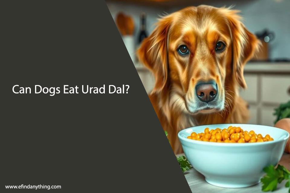 Can Dogs Eat Urad Dal – Safe or Toxic for Your Pet