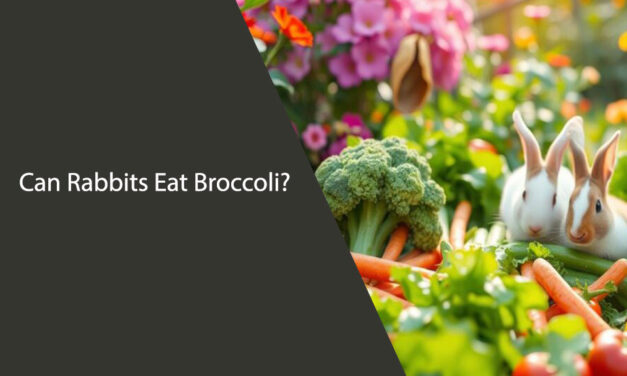 Can Rabbits Eat Broccoli? Your Guide to Rabbit-Safe Veggies