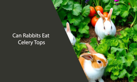 Can Rabbits Eat Celery Tops – Safe Feeding Guide