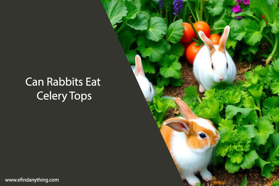 Can Rabbits Eat Celery Tops – Safe Feeding Guide