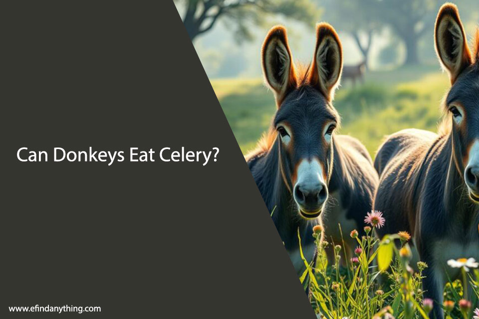 Can Donkeys Eat Celery? Surprising Facts About Donkey Diets