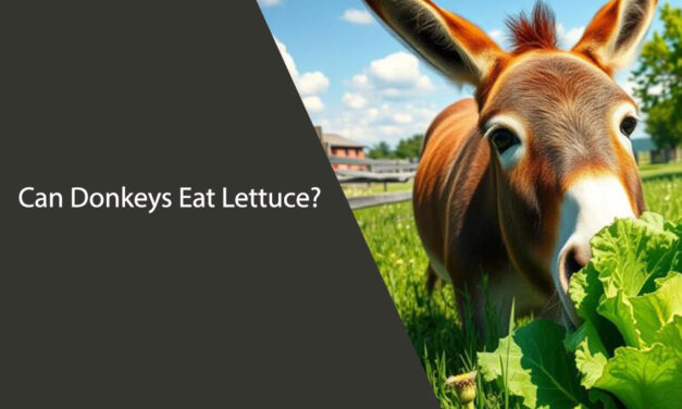 Can Donkeys Eat Lettuce? What You Need to Know