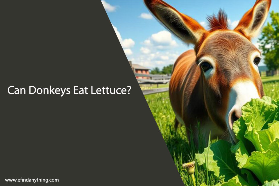 Can Donkeys Eat Lettuce? What You Need to Know