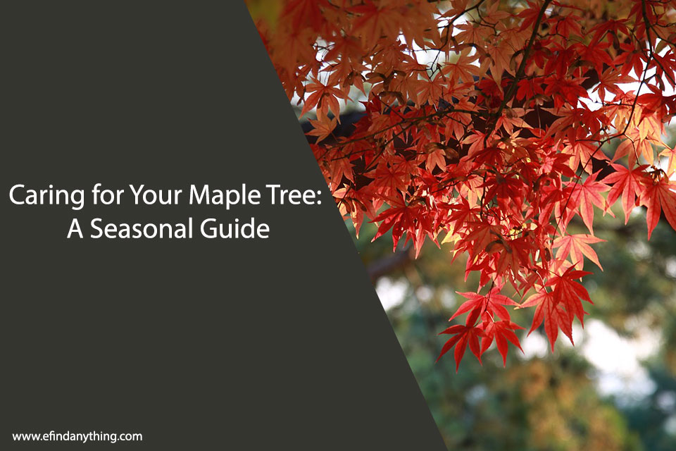 Caring for Your Maple Tree: A Seasonal Guide