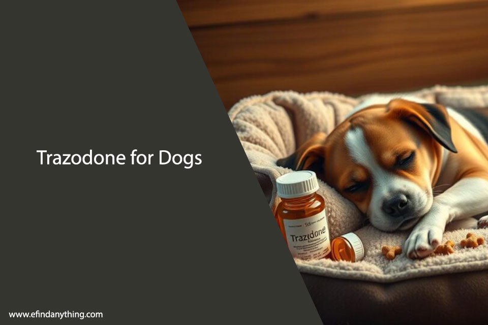 Trazodone for Dogs: What You Need to Know