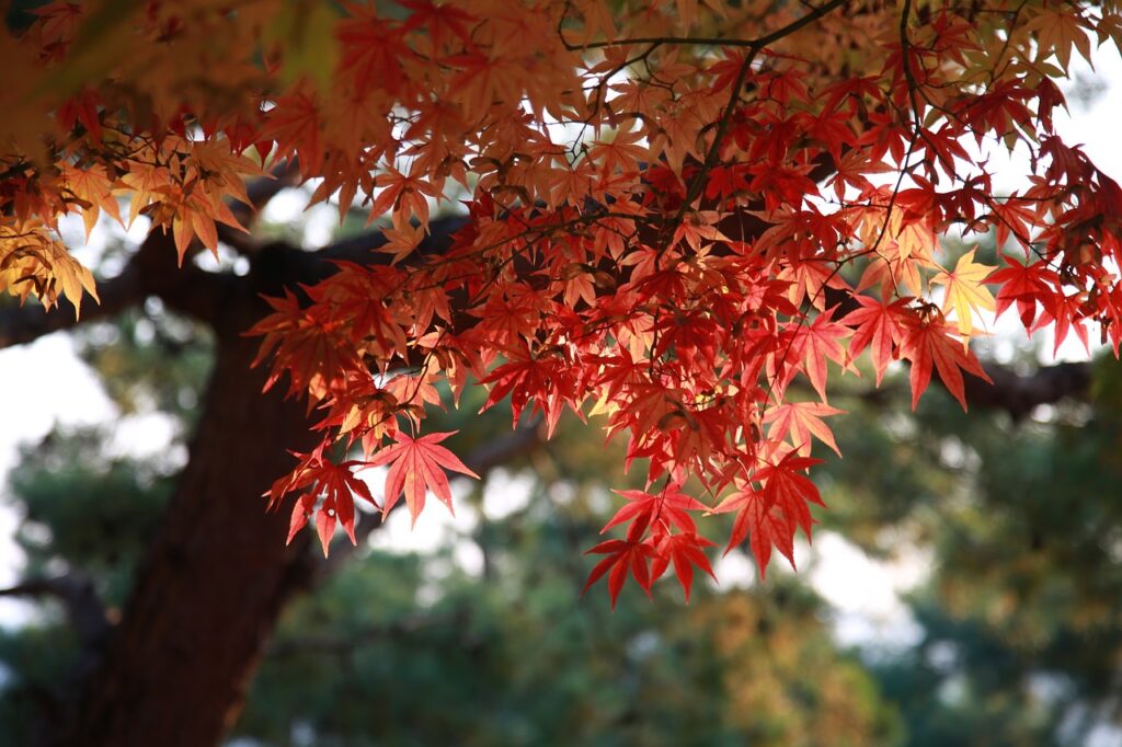 Caring for Your Maple Tree: A Seasonal Guide