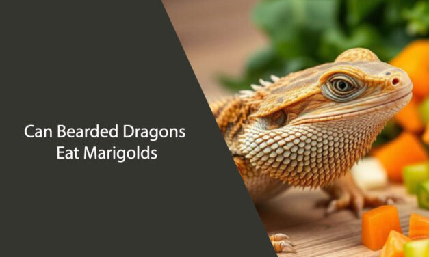 Can Bearded Dragons Eat Marigolds? A Guide for Pet Owners