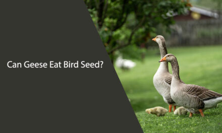 Can Geese Eat Bird Seed? A Guide for Feeding Waterfowl