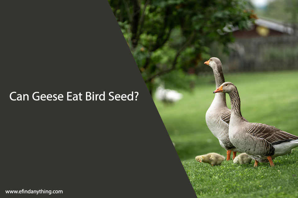 Can Geese Eat Bird Seed? A Guide for Feeding Waterfowl