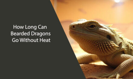 How Long Can Bearded Dragons Go Without Heat?