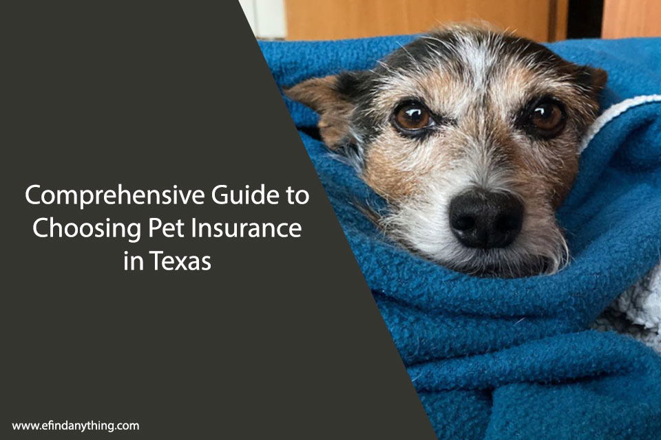 Comprehensive Guide to Choosing Pet Insurance in Texas