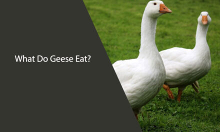 What Do Geese Eat? Your Guide to a Goose’s Diet