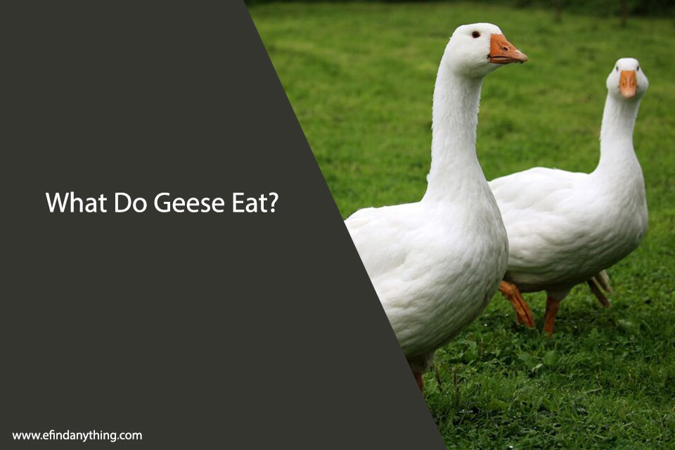 What Do Geese Eat? Your Guide to a Goose’s Diet