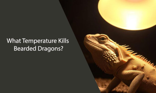 What Temperature Kills Bearded Dragons?