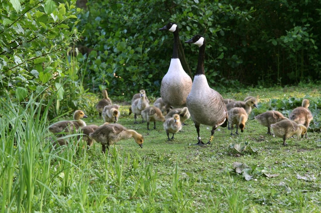 Can Geese Eat Bird Seed