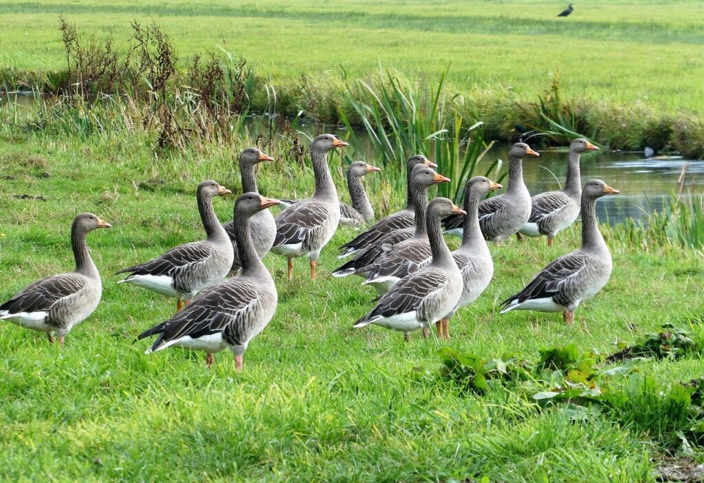 Can Geese Eat Bird Seed