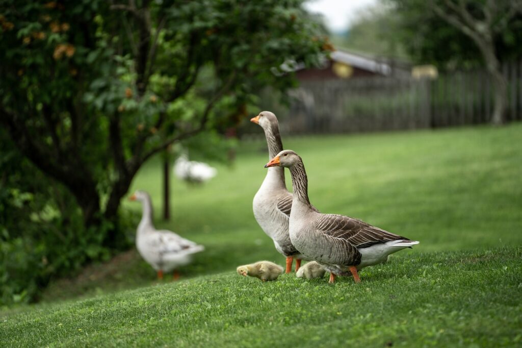 Can Geese Eat Bird Seed